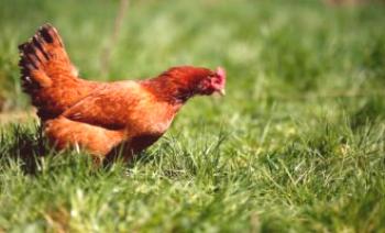 Zašto kokoši nestaju bez vidljivog razloga?