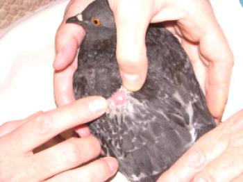 Osip u golubova: kako liječiti bolest peradi
