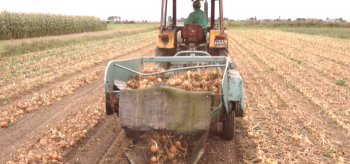 Kako narediti samoproizvedeno krompirjevo kmetijo za motorno kolo