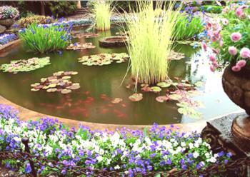 Které vodní rostliny pro rybník je lepší si vybrat: zejména osídlení sladké vody