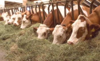 Hranjenje bikov: najbolj učinkovito in hitro