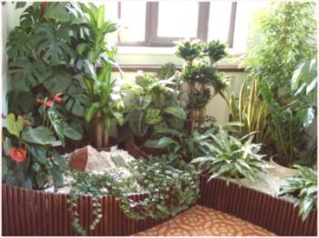 Umjetna rasvjeta za sobne biljke: stvaramo ugodne uvjete za vaše omiljene boje