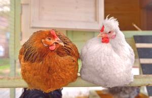 Колко пиле пиле живее у дома