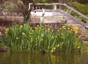 Iris marsh - krásná a nenáročná