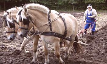 Работни коне: изисквания към животните, правила за използване при работа, поддръжка и хранене
