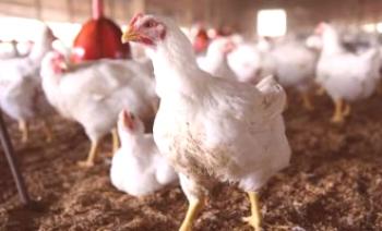 Ptačí chřipka u kuřat: symptomy a léčba