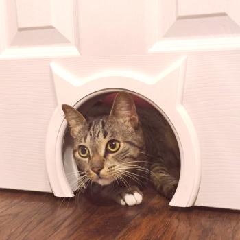 Лаз за котка във вратата - свободата на движение на животното