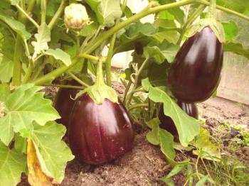 Top 7 odrůd lilku pro polykarbonátové skleníky