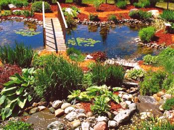 Водни растения за езерце - професионален съвет за избора