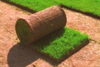 Kako planirati travnjak: kako ležati i njegovati