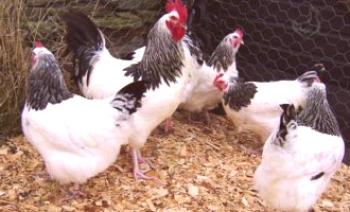 Paraziti u kuřat: co se stane, jak se léčit