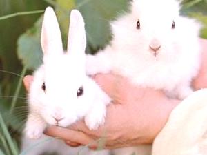 Jak odlišit ženu od samce králíka: způsoby určení