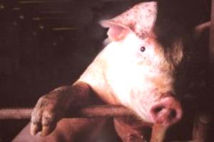 Vršak kod svinja: simptomi i liječenje, foto simptomi