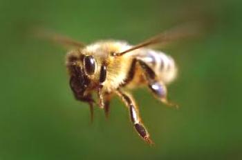 Jak jsou včely vedeny?