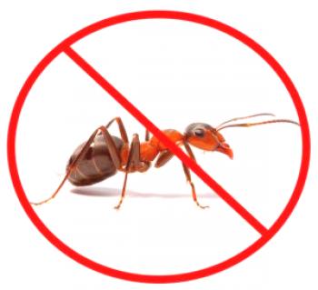 Да се ​​отървем от домашните мравки