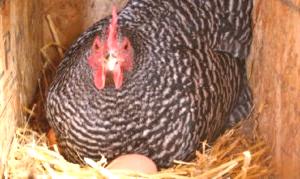 Kuřata přestaly nosit vejce: důvod a co dělat