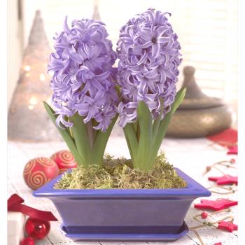 Hyacint: fotografie a péče