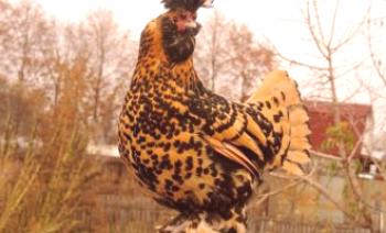 Pavlovský kuřata: popis, fotografie a recenze