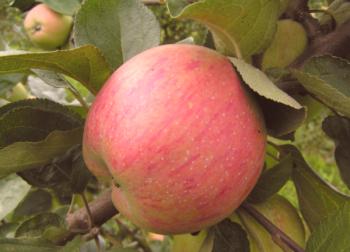Ябълково разнообразие от ягоди: описание и агротехника