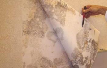 Jak rychle odstranit staré tapety ze zdí doma - Tipy pro odstranění nátěru + Video