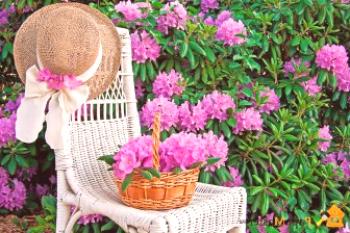 Květinový rododendron: rysy, typické znaky, typy a pravidla péče