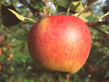 Характеристики на ябълката