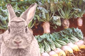Zda je možné dát králíkovi osivo řepy nebo ne