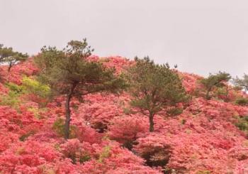 Rhododendron japonského Rhododendronu z Ketubvinska udělá nádherný pár
