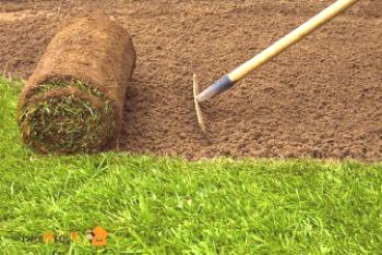 Съвети как да изберете тревата от широка гама от налични сортове