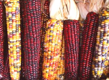Nejchutnější odrůdy kukuřice