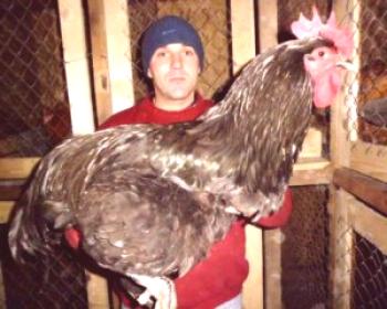 Пилешки гигант: снимка и описание на породата