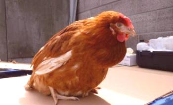 Инфекция на гуша при пилета: симптоми и лечение