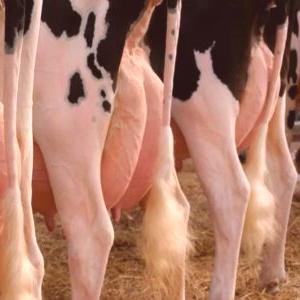 Покс при крави на вимето: лечение, снимка на симптомите