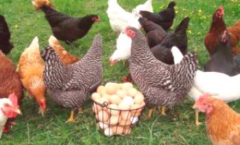 Пилетата носят малки яйца: причини и какво да правят?