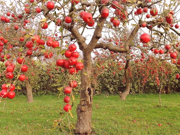 Есенно жънене на дървета: какво и кога да се оплоди