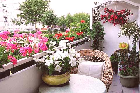 Развъждане на цветя на балкона: хоби, достъпно за всеки