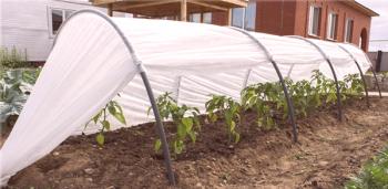 Jak postavit skleník se záclonami se záclonami