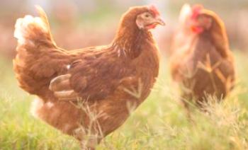 Неотделяне на пилета: симптоми и лечение