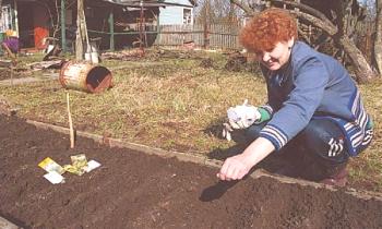 Как да засадят тиквичките в почвата: препоръки