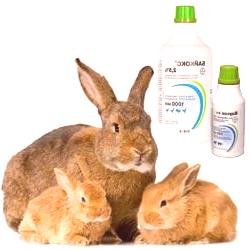 Baykoks: návod k použití pro králíky a ostatní zvířata