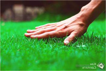 Как да се грижим за тревата - правилата за грижи за тревата през цялата година