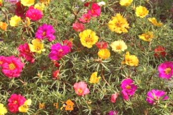 Plant cvijeće Portulaca na suncu i oni će ukrasiti vaše područje s cvjetnice tepih!