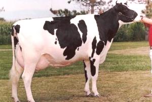 Holštýnské plemeno krav: charakteristika fotografie