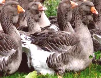 Холмогорски гъски: описание на породата със снимки и видео