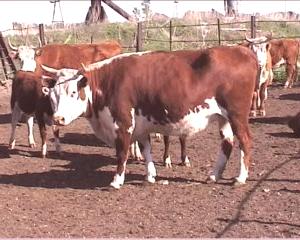 Казахстанска бяла порода крави: характеристика
