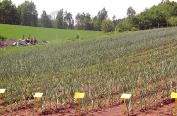 Pěstování česneku jako podnikání: ziskovost