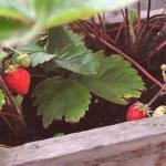 Как да растат ягоди на балкона: стъпка по стъпка инструкция