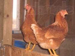 Адаптации за транспортиране на яйца от пилета