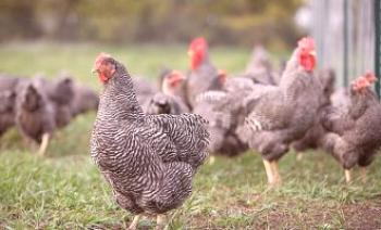 Plymutrock пилешка порода: снимки, описание и отзиви