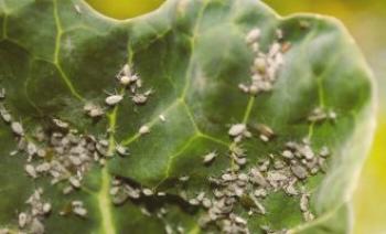 Как за лечение на зеле от гъсеници и листни въшки?